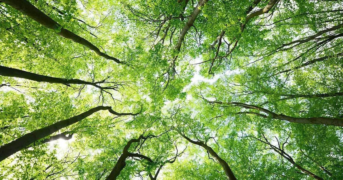 Acquistando Herbalife pianti un albero e aiuti l'ambiente - Prodotti Herbalife Online