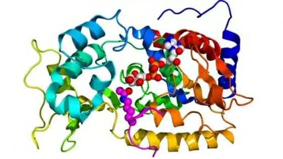 Le proteine servono solo per metter su muscoli? - Prodotti Herbalife Online