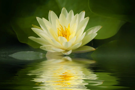 Mindfulness Psicosomatica: inizia il viaggio! - Prodotti Herbalife Online