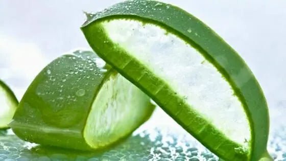 Potere curativo dell'Aloe Vera: la linfa che fa bene alla salute! - Prodotti Herbalife Online